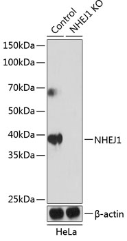 NHEJ1 Polyclonal Antibody (100 µl)