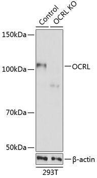 OCRL Polyclonal Antibody (50 µl)