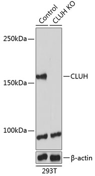 CLUH Polyclonal Antibody (100 µl)