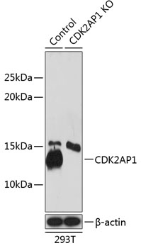 CDK2AP1 Polyclonal Antibody (100 µl)