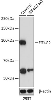 EIF4G2 Polyclonal Antibody (100 µl)
