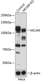 MCAM Polyclonal Antibody (50 µl)