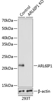 ARL6IP1 Polyclonal Antibody (100 µl)