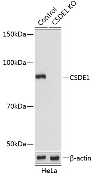 CSDE1 Polyclonal Antibody (50 µl)