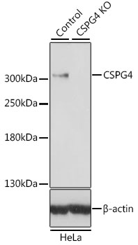 CSPG4 Polyclonal Antibody (100 µl)