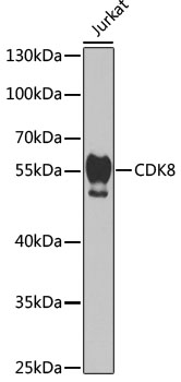 CDK8 Polyclonal Antibody (100 µl)