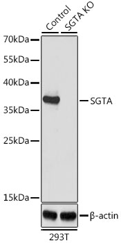 SGTA Polyclonal Antibody