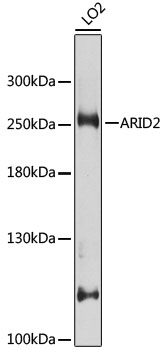 ARID2 Polyclonal Antibody (100 µl)