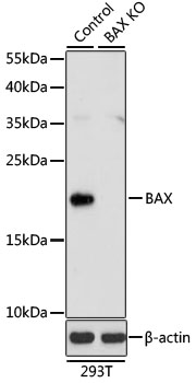BAX Polyclonal Antibody (100 µl)