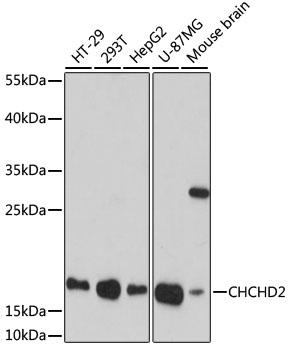CHCHD2 Polyclonal Antibody (50 µl)