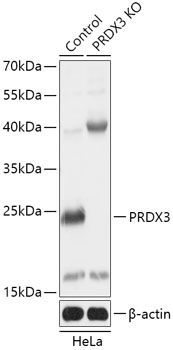 PRDX3 Polyclonal Antibody