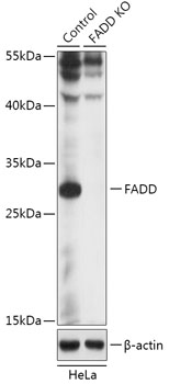 FADD Polyclonal Antibody (100 µl)