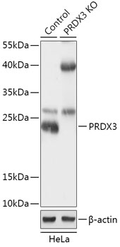 PRDX3 Polyclonal Antibody