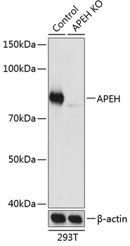 APEH Polyclonal Antibody (100 µl)