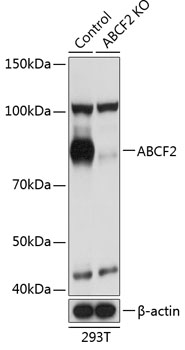 ABCF2 Polyclonal Antibody (50 µl)