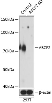 ABCF2 Polyclonal Antibody (100 µl)