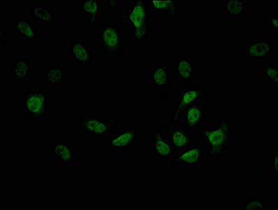 CDC5L Recombinant Monoclonal Antibody [1E3] (100µl)