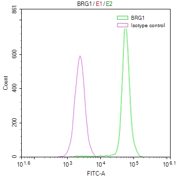 SMARCA4 Recombinant Monoclonal Antibody [22F3] (50µl)