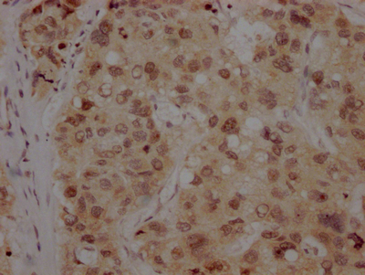 BMI1 Recombinant Monoclonal Antibody [1F2] (50µl)