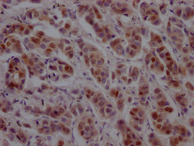 GATA3 Recombinant Monoclonal Antibody [2A9] (50µl)