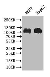 BRIP1 Recombinant Monoclonal Antibody [27F4]