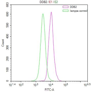 DDB2 Recombinant Monoclonal Antibody [24E5] (100µl)