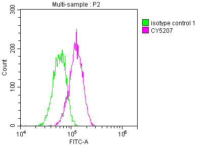 ATM Recombinant Monoclonal Antibody [3G11] (50µl)