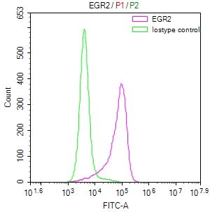 EGR2 Recombinant Monoclonal Antibody [27C3] (100µl)