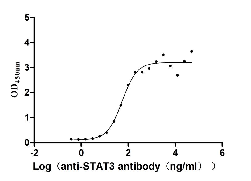 STAT3 Recombinant Monoclonal Antibody [28H4] (50µl)