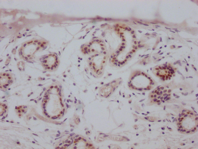 ESR1 Recombinant Monoclonal Antibody [1C11] (50µl)