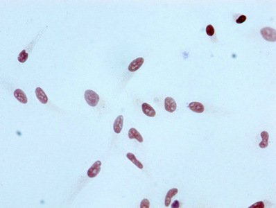 Histone H3.1K4ac (Acetyl H3.1K4 ) Recombinant Monoclonal Antibody [4H6] (100µl)