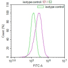 NUDT5 Recombinant Monoclonal Antibody [10D2] (50µl)