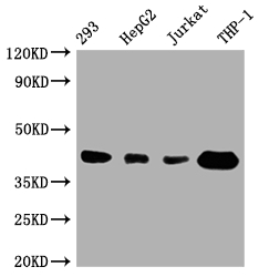 TMEM173 Recombinant Monoclonal Antibody [7C7]