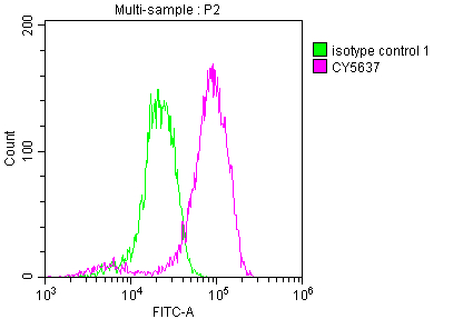 EIF5A Recombinant Monoclonal Antibody [5E1] (100µl)