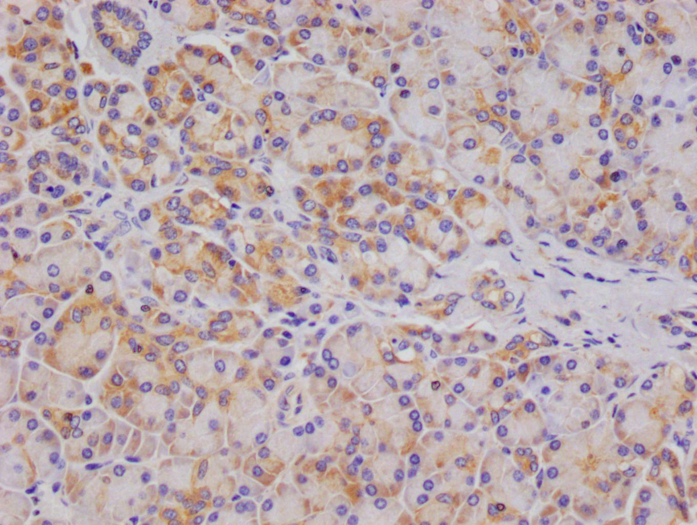 OS9 Recombinant Monoclonal Antibody [26H3] (100µl)