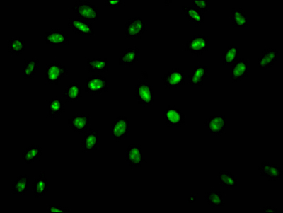 SYNCRIP Recombinant Monoclonal Antibody [9C7] (50µl)