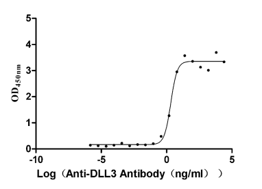 DLL3 Recombinant Monoclonal Antibody [7B7] (100µl)