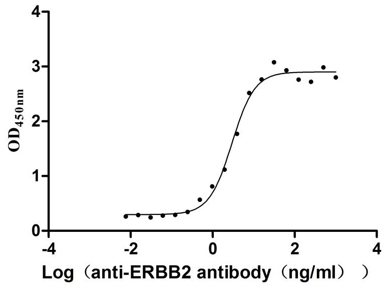 ERBB2 Recombinant Monoclonal Antibody [6B3] (50µl)