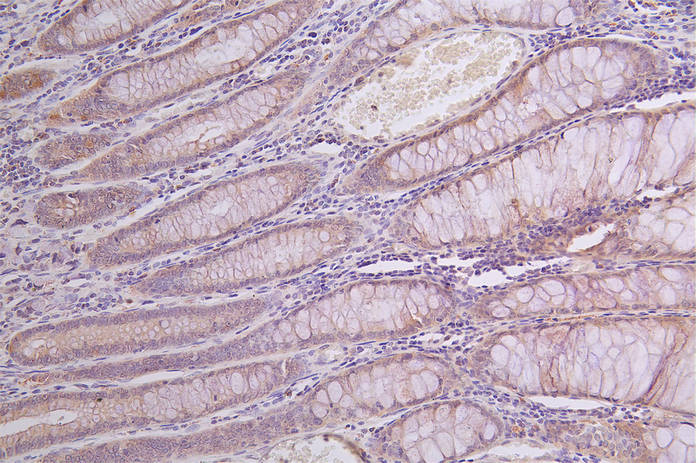 GLA Recombinant Monoclonal Antibody [30H11] (50µl)