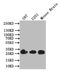 BDNF Recombinant Monoclonal Antibody [1A1] (100µl)