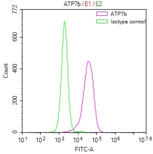 ATP7B Recombinant Monoclonal Antibody [36D12]
