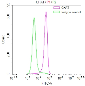 CHAT Recombinant Monoclonal Antibody [8E7]