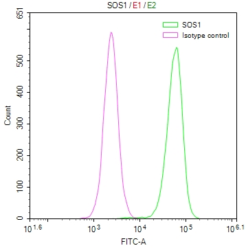 SOS1 Recombinant Monoclonal Antibody [2B2]
