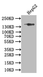 COL17A1 Recombinant Monoclonal Antibody [15G9]