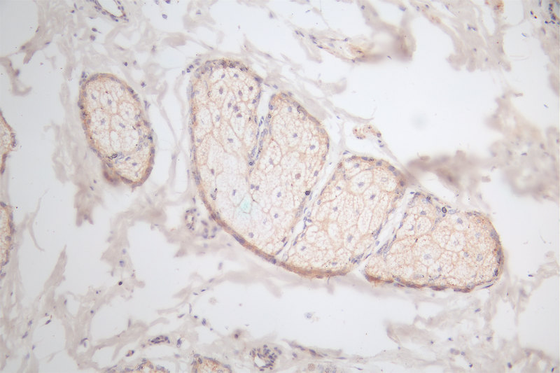 EGF Recombinant Monoclonal Antibody [18B12] (100µl)