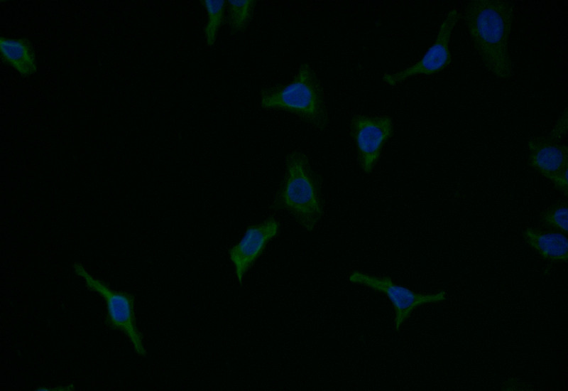 CASP9 Recombinant Monoclonal Antibody [8G5] (50µl)