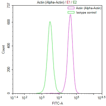 ACTA1 Recombinant Monoclonal Antibody [4C1] (100µl)
