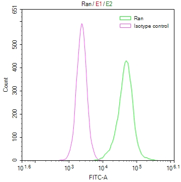 RAN Recombinant Monoclonal Antibody [15A8]