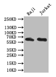 CD19 Recombinant Monoclonal Antibody [27G9]