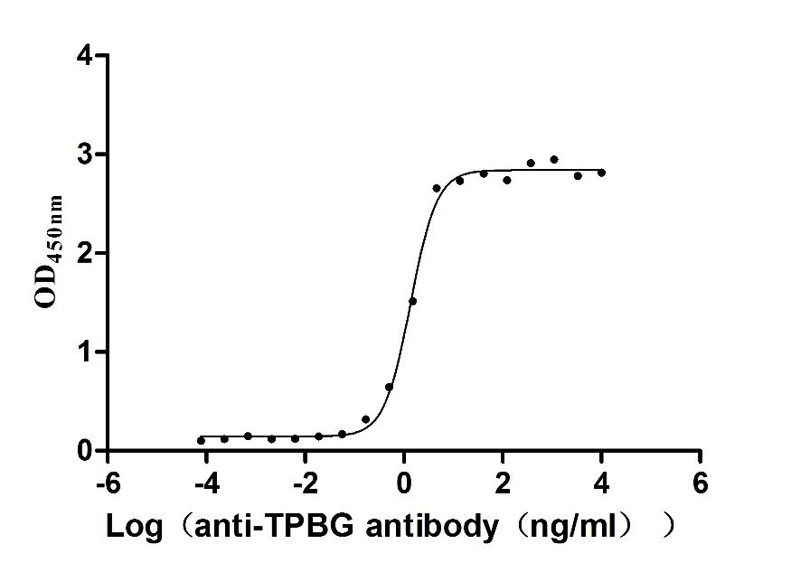 TPBG Recombinant Monoclonal Antibody [13C3] (50µl)